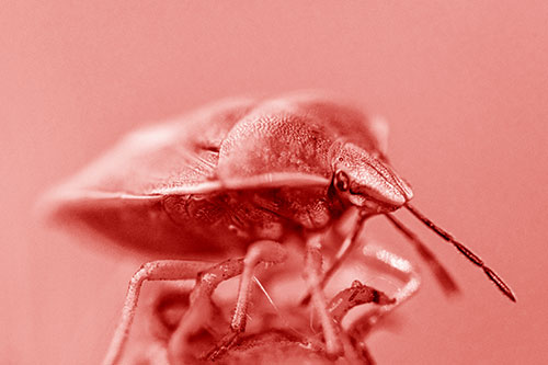 Gorse Shieldbug Standing Atop Gumplant (Red Shade)