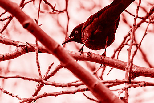 Grackle Balances Among Twisting Tree Branches (Red Shade Photo)