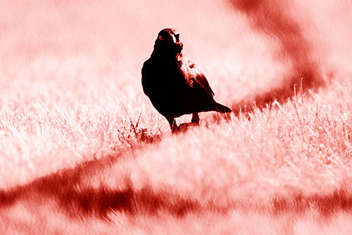 Grackle Bird Walking Down Shadow Line (Red Shade Photo)