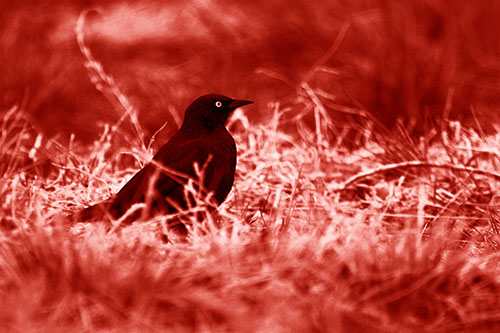 Grackle Standing Among Grass (Red Shade Photo)