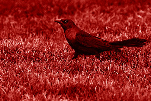 Grackle Walking Among Fresh Cut Grass (Red Shade)