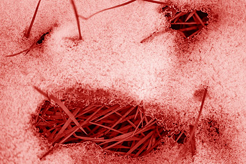 Grass Blade Face Pierces Through Melting Snow (Red Shade)