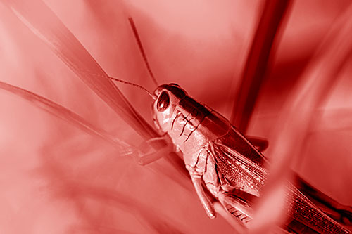 Grasshopper Clasps Ahold Multiple Grass Blades (Red Shade Photo)