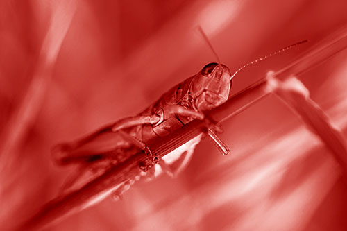Grasshopper Cuddles Grass Blade Tightly (Red Shade Photo)