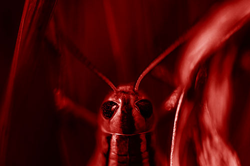 Grasshopper Holds Tightly Among Windy Grass Blades (Red Shade Photo)