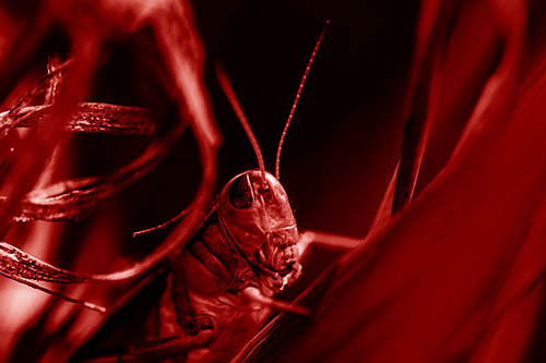 Grasshopper Perched Between Dead And Alive Grass (Red Shade Photo)