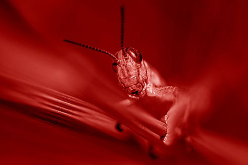 Grasshopper Rides Grass Blades Among Wind (Red Shade)