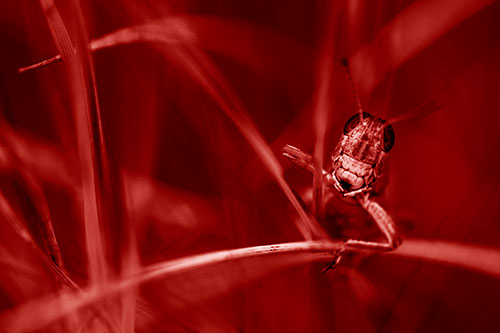 Grasshopper Smiling Among Intersecting Grass Blades (Red Shade)