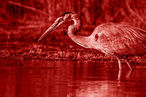 Great Blue Heron Beak Dripping Water (Red Shade Photo)