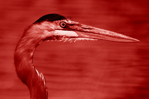Great Blue Heron Beyond Water Reed Grass (Red Shade Photo)