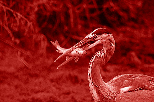 Great Blue Heron Clamps Trout Fish Between Beak (Red Shade)