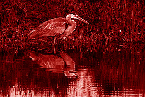 Great Blue Heron Searching Shoreline (Red Shade Photo)