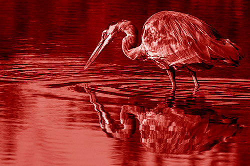Great Blue Heron Snatches Pond Fish (Red Shade Photo)