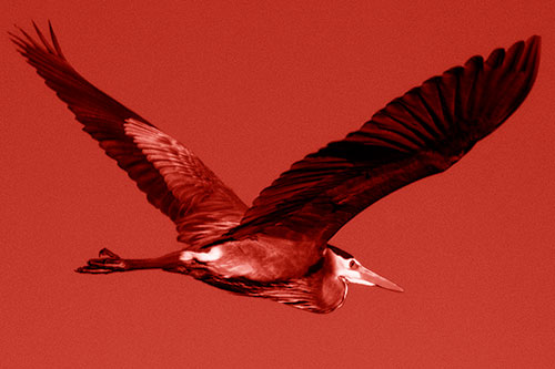 Great Blue Heron Soaring The Sky (Red Shade Photo)