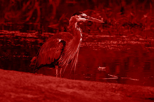 Great Blue Heron Standing Among Shallow Water (Red Shade Photo)