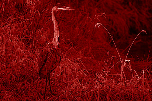 Great Blue Heron Standing Tall Among Feather Reed Grass (Red Shade Photo)