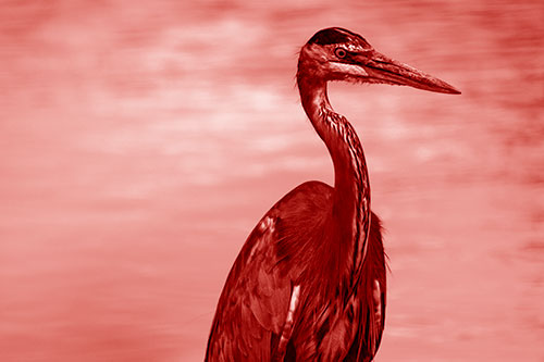Great Blue Heron Standing Tall Among River Water (Red Shade Photo)