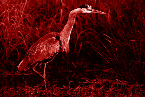 Great Blue Heron Wading Across River (Red Shade Photo)