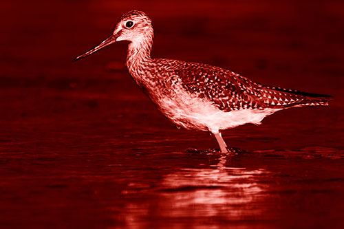 Greater Yellowlegs Bird Leaning Forward On Water (Red Shade Photo)