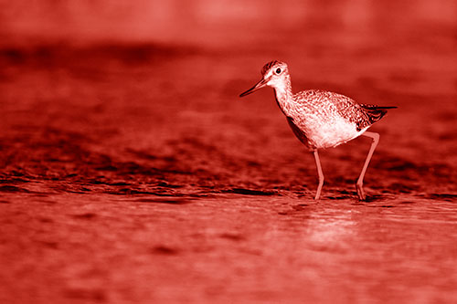 Greater Yellowlegs Bird Walking On River Water (Red Shade Photo)