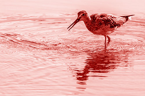 Greater Yellowlegs Fishing Among Shallow Water (Red Shade)