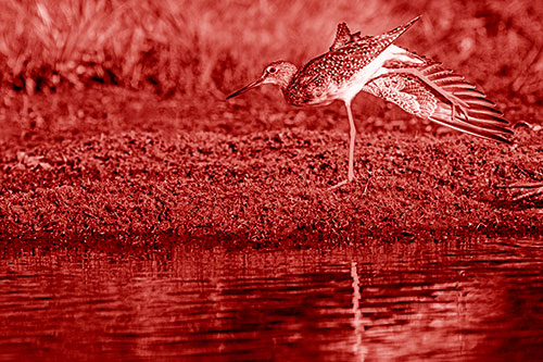Greater Yellowlegs Stretching Along River Shore (Red Shade)