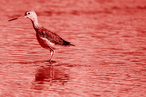 Greater Yellowlegs Wading Among Rippling River Water (Red Shade Photo)