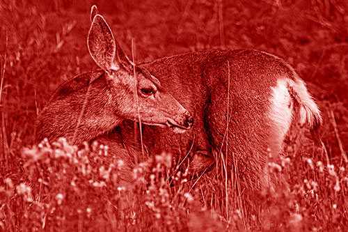 Grooming Mule Deer Bending Backwards Among Vegetation (Red Shade)