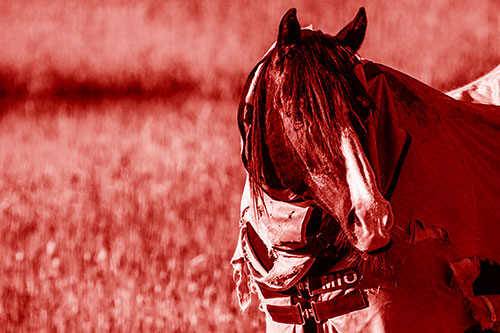 Hair Bang Horse Glancing Sideways In Coat (Red Shade Photo)