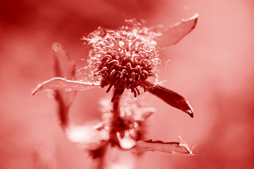 Hairy Gumplant Flower Embracing Sunshine (Red Shade Photo)