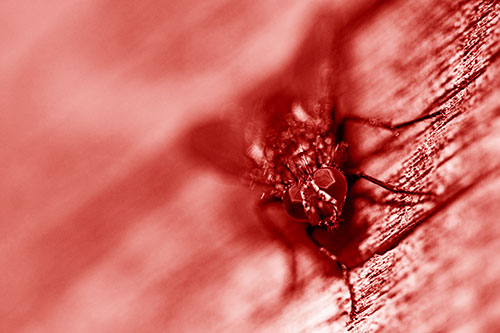 Happy Cluster Fly Enjoys Getting Suntan Among Cracked Wood (Red Shade)