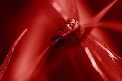Happy Dragonfly Hugs Grass Blade Edge (Red Shade)