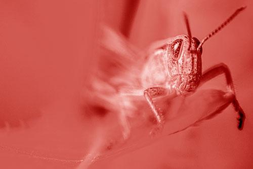 Happy Grasshopper Standing Among Sloping Leaf (Red Shade)