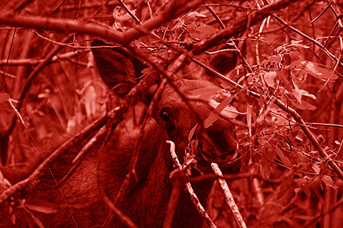 Happy Moose Smiling Behind Tree Branches (Red Shade Photo)