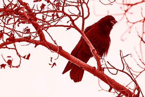 Happy Open Mouthed Crow Cawing (Red Shade Photo)