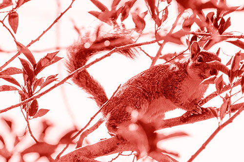 Happy Squirrel With Chocolate Covered Face (Red Shade Photo)