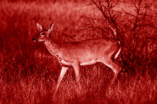 Happy White Tailed Deer Enjoying Stroll Through Grass (Red Shade Photo)