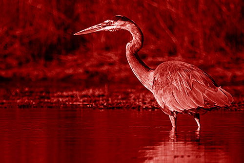 Head Tilting Great Blue Heron Hunting For Fish (Red Shade Photo)