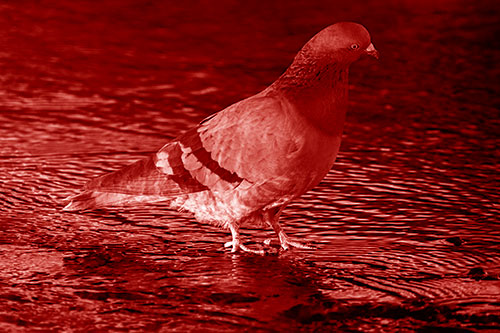 Head Tilting Pigeon Wading Atop River Water (Red Shade)