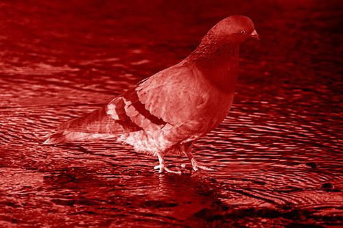Head Tilting Pigeon Wading Atop River Water (Red Shade Photo)