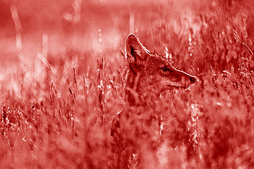 Hidden Coyote Watching Among Feather Reed Grass (Red Shade Photo)