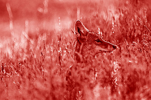 Hidden Coyote Watching Among Feather Reed Grass (Red Shade)