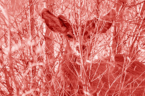 Hidden Mule Deer Watching Behind Tree Branches (Red Shade)