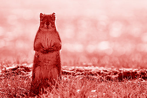 Hind Leg Squirrel Standing Among Grass (Red Shade)