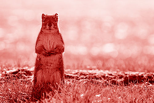 Hind Leg Squirrel Standing Among Grass (Red Shade Photo)