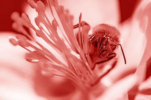 Honey Bee Crawling Among Columbine Flower (Red Shade)