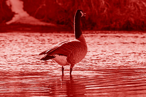 Honking Canadian Goose Standing Among River Water (Red Shade Photo)