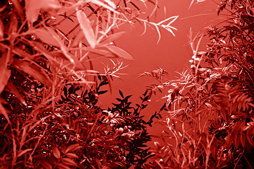 Horde Of Fern Plants Descending Into River Water (Red Shade)