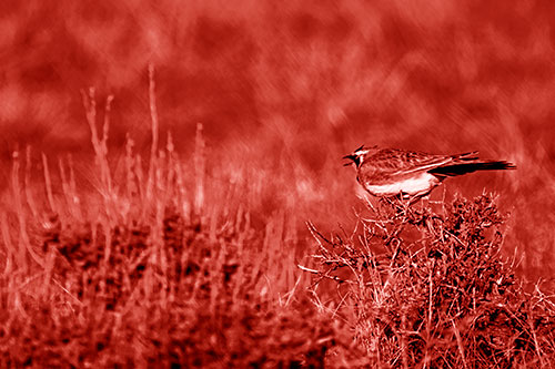 Horned Lark Chirping Loudly Perched Atop Sticks (Red Shade Photo)