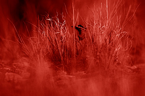 Horned Lark Hiding Among Grass (Red Shade Photo)